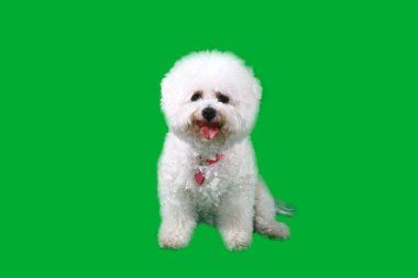 Bichon Frise. Yeşil Ekran. Saf Bichon Frise Dog cinsinden yeşil ekran bir arka plan. Mutlu bir köpek Cadılar Bayramı için giyinir. Köpekler 