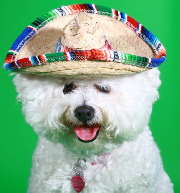 Bichon Frise. Yeşil Ekran. Saf Bichon Frise Dog cinsinden yeşil ekran bir arka plan. Mutlu bir köpek Cadılar Bayramı için giyinir. Köpekler 