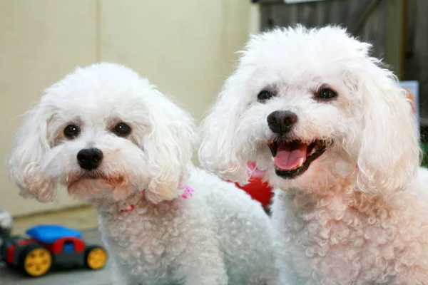 Σκύλοι Μπίκον Φρίζ Χαρούμενα Σκυλιά Χαμογελώντας Μπιχόν Φριζέ Έξω Μια — Φωτογραφία Αρχείου