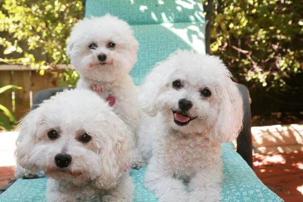 Σκύλοι Μπίκον Φρίζ Χαρούμενα Σκυλιά Χαμογελώντας Μπιχόν Φριζέ Έξω Μια — Φωτογραφία Αρχείου