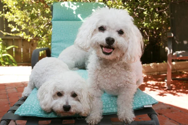 Bichon Frise Perros Happy Smiling Bichon Frise Perros Fuera Día — Foto de Stock