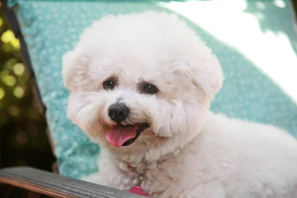 ビション フライズの犬 春の日に外で幸せな笑顔のバイコンフライズ犬 ビション フライズの犬は人生が好きだ 外のラウンジチェアでハッピードッグ 可愛い白いビションフライズ犬の椅子の上に外に座っている グルーミングサロン 獣医のために使用することができます — ストック写真