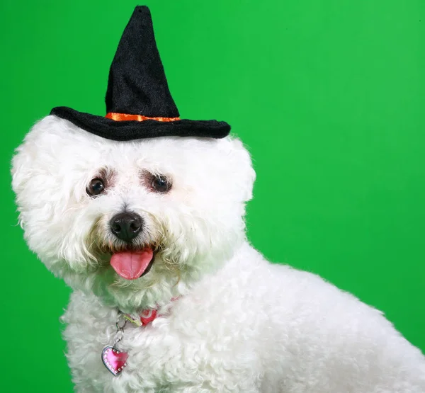 Bichon Frise Groen Scherm Een Groene Achtergrond Met Een Raszuivere — Stockfoto