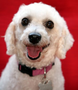 Noel Köpeği. Noel hediyesi olarak safkan bir Bichon Frise sosisi. Noel için Yavru Köpek. Xmas Köpeği. Mutlu bir köpek Noel 'i sever. Noel Köpeği. Bir Bichon Frise köpeği Noel hediyeleriyle birlikte oturur. Mutlu noeller. İyi tatiller.. 