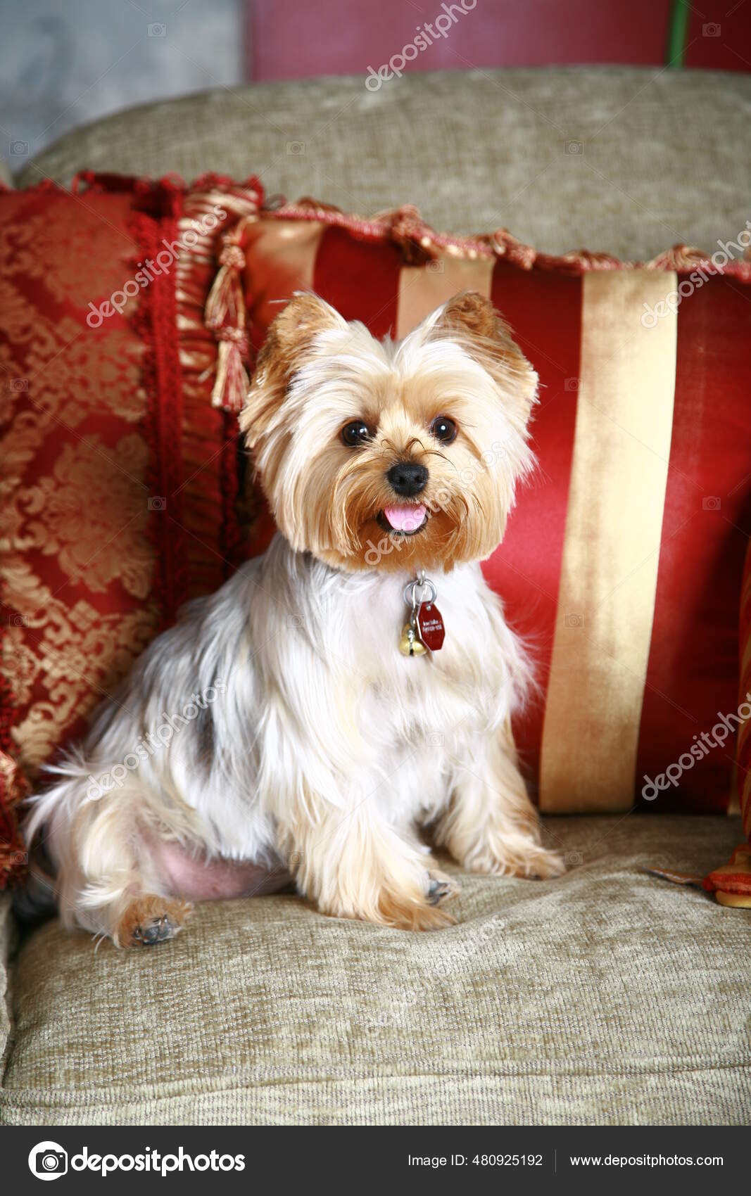 Toy Yorkshire Terrier Dogs Yorkshire Dog Mini Cute Small Dog