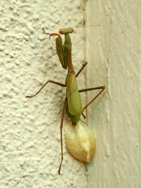 Peygamber devesi yumurtluyor. Dişi peygamber devesi yumurtalarını bu kozaya bırakır gibi. Peygamber devesi duvarında yeşil bir peygamber devesi yumurtluyor. Avcı Mantid Yumurtluyor. Miomantis Caffra yumurtalarını koruyucu bir yumurta kutusuna bırakıyor.. 