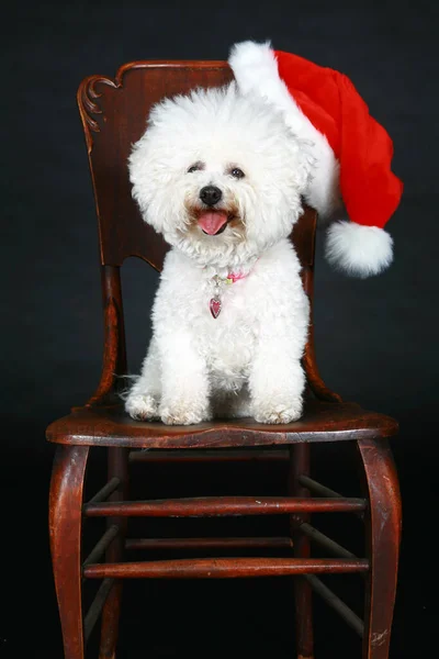 Weihnachtshund Ein Reinrassiger Bichon Frise Hund Als Weihnachtsgeschenk Welpe Hund — Stockfoto