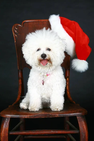Christmas Dog Purebred Bichon Frise Dog Christmas Present Puppy Dog — Stock Photo, Image