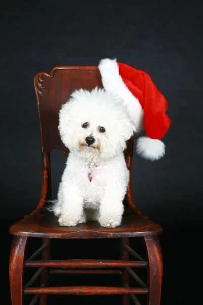 Christmas Dog Purebred Bichon Frise Dog Christmas Present Puppy Dog — Stock Photo, Image