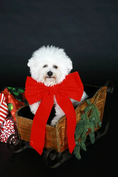 Perro Navidad Bichon Frise Dog Pura Raza Como Regalo Navidad — Foto de Stock