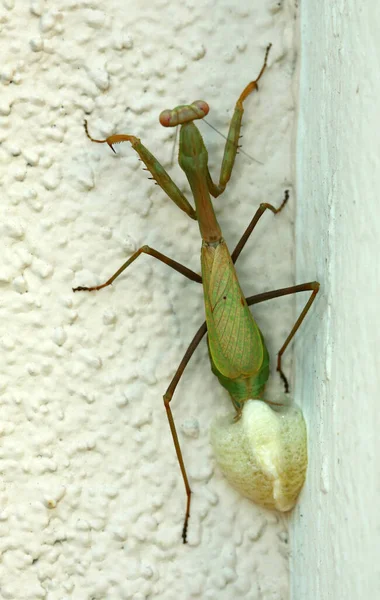 Praying Mantis Laying Eggs Female Praying Mantis She Lays Her — Stock Photo, Image