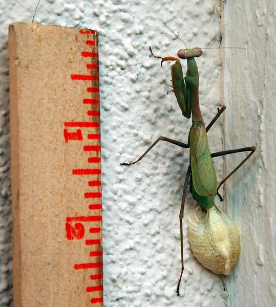 Bidden Dat Mantis Eieren Legt Een Vrouwelijke Bidsprinkhaan Die Haar — Stockfoto