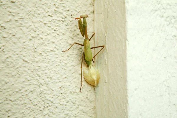 Orando Mantis Poniendo Huevos Una Mantis Femenina Rezando Mientras Pone — Foto de Stock