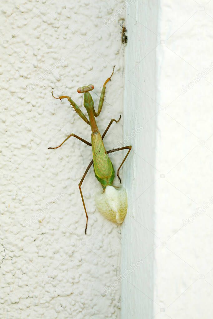 Praying Mantis laying Eggs. A female Praying mantis as she lays her eggs in this cocoon-like ootheca. Green praying mantis on a wall Mantis religiosa laying eggs. Preying Mantis Laying Eggs. Miomantis caffra laying her eggs in a protective egg case. 