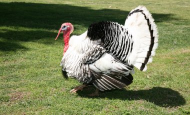 Hindi. Erkek hindi. Hindi erkek portresi ya da gobbler. Yeşil çim arka planda hindi erkek veya gobbler yakın plan. Çiftlikte hindi ya da Gobbler vurmuşlar. Güzel Erkek Türkiye Çiftleşmek İçin Dişi Türkiye 'yi Etkilendirmek İçin Pılını Gösteriyor.