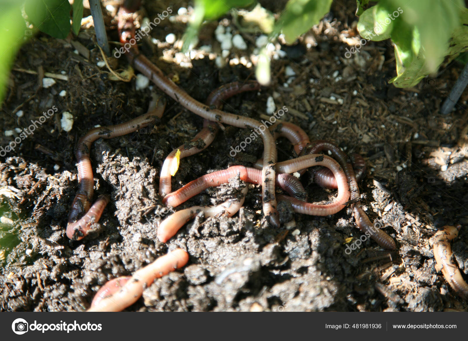 Groups Of Earthworm African Night Crawler On The Ground Stock