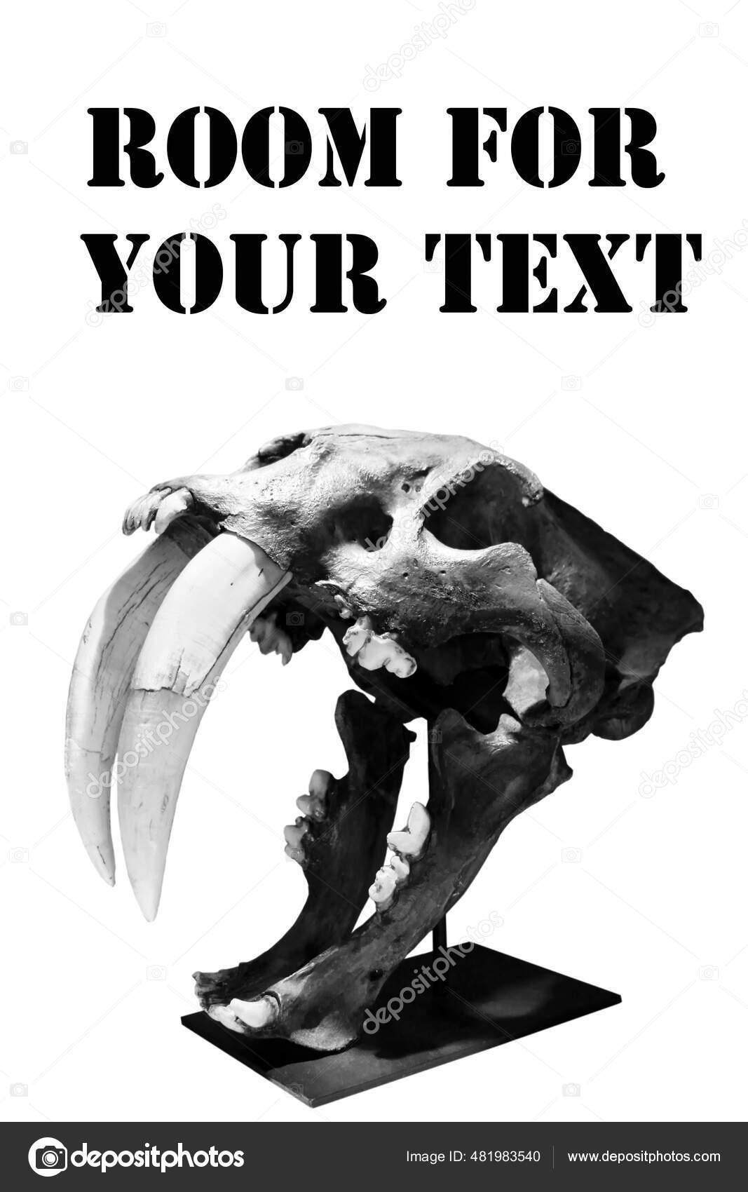 Dinosaurio Calavera Tigre Dientes Sable Cráneo Verdadero Tigre Dientes  Sable — Foto de stock #481983540 © mikeledray, image size:1067x1700