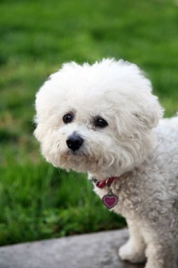 Bichon Frise. Bichon Frise Köpeği. Köpek Kapısı. Bir Bichon Frise köpeği gülümsemesi. Bichon Frise. Safkan Bichon Frise Dog. Küçük beyaz köpek. 5 kilo. Dişi bizon friz köpek. Evcil hayvan portreleri. Gülümseyen ve Mutlu Köpek.
