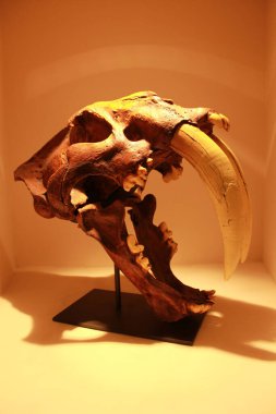 Dinozor. Kılıç Dişli Kaplan kafatası. Gerçek kılıç dişli kaplanın kafatası. Dinozor Kafatası. Beyaz üzerine izole edilmiş. Mesaj için yer var. kırpma yolu. 
