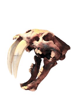 Dinozor. Kılıç Dişli Kaplan kafatası. Gerçek kılıç dişli kaplanın kafatası. Dinozor Kafatası. Beyaz üzerine izole edilmiş. Mesaj için yer var. kırpma yolu. 