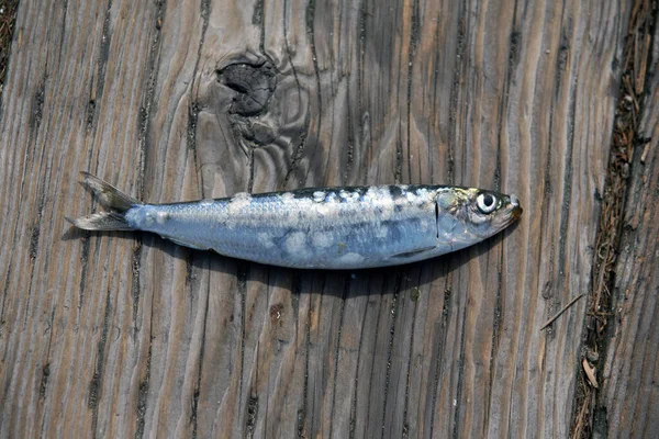 Рыба Рыба Наживка Маленькая Рыбка Деревянном Фоне Рыба Кормилица Рыбный — стоковое фото