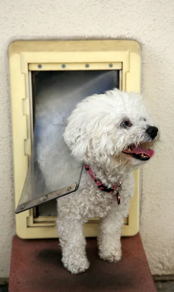 Bichon Frise. Bichon Frise Dog. Dog Door. A Bichon Frise dog Smiles as she goes through her Dog Door.