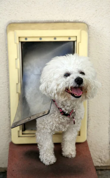 Bichon Frise. Bichon Frise Dog. Dog Door. A Bichon Frise dog Smiles as she goes through her Dog Door.