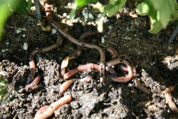 蠕虫虫 关于蚯蚓在土壤中移动的宏观视图 蚯蚓被称为红眼虫 蚯蚓在新鲜潮湿的泥土中的特写 蠕虫身上可见的环状物 — 图库照片