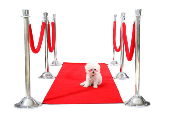 Бишонский фриз на красной дорожке. Голливудский пес. Голливудский фэнтези Бишон Фриз. Всемирно известный Бишонский Фриздог. Джоли, собака породы бишон Фриз, отдыхает на своем красном карпете HOLLYWOOD, в то время как она ждет своего Папараззи, чтобы сфотографироваться с ней.