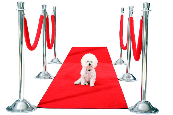 Бишонский фриз на красной дорожке. Голливудский пес. Голливудский фэнтези Бишон Фриз. Всемирно известный Бишонский Фриздог. Джоли, собака породы бишон Фриз, отдыхает на своем красном карпете HOLLYWOOD, в то время как она ждет своего Папараззи, чтобы сфотографироваться с ней.