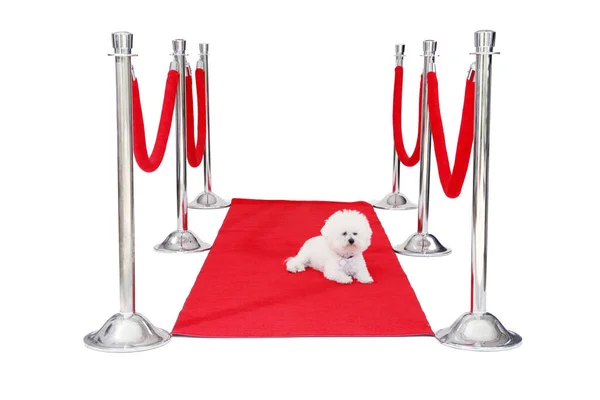 Bichon Frise Een Rode Loper Hollywood Famous Dog Hollywood Famous — Stockfoto