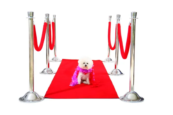 Bichon Frise Sur Tapis Rouge Chien Célèbre Hollywood Hollywood Célèbre — Photo