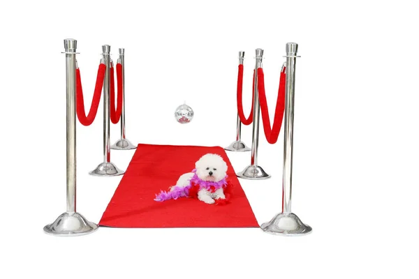 Bichon Frise Red Carpet Hollywood Famous Dog Hollywood Famous Bichon —  Fotos de Stock