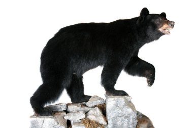 Ayı. Kara Ayı. Beyazda izole edilmiş. Mesaj için yer var. Kırpma Yolu. Siyah kürklü büyük bir ayı. Kayaların üzerinde duran hakiki doldurulmuş Kuzey Amerika Siyah Ayısı resmi Kaliforniya bayrağında. Kaliforniya Siyah Ayı. 