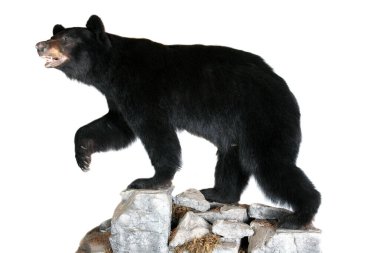 Ayı. Kara Ayı. Beyazda izole edilmiş. Mesaj için yer var. Kırpma Yolu. Siyah kürklü büyük bir ayı. Kayaların üzerinde duran hakiki doldurulmuş Kuzey Amerika Siyah Ayısı resmi Kaliforniya bayrağında. Kaliforniya Siyah Ayı. 