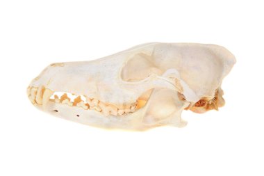 Kafatası. Hayvan Kafatası. Beyazda izole edilmiş. Mesaj için yer var. Kırpma Yolu. Hakiki bir Çakal Kafatası. Canis Latran 'lar. Bir beyazda izole edilmiş. Mesajın için yer var. Çakallar dünyada önemli bir hayvandır ve kemirgenlerin çoğalmasını önler..
