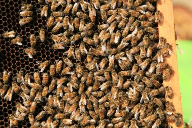 Bal arıları. Bal arısı bakıcıları. Arı bakıcıları. Üzerinde bal arısı yavruları ve bal arıları olan bir arı yetiştiricisi. Arı bakıcıları bal topluyor. Arı bakıcıları arılarını koruyor. Tatlı ballı bal peteğindeki arılar. Arı balı sarı bal peteklerinde toplanır.. 