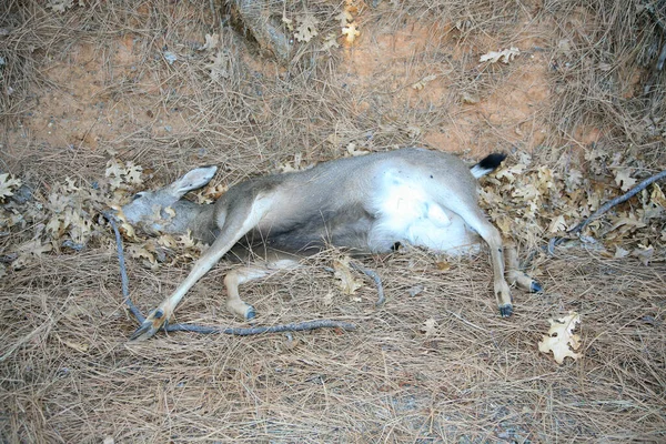 Deer. Dead Deer. Road Kill. Dead Deer on the side of a country road. Dead Deer hit by a car. Dead White-tailed or mule doe deer hit by a car or truck lying killed on the roadside, sad roadkill.