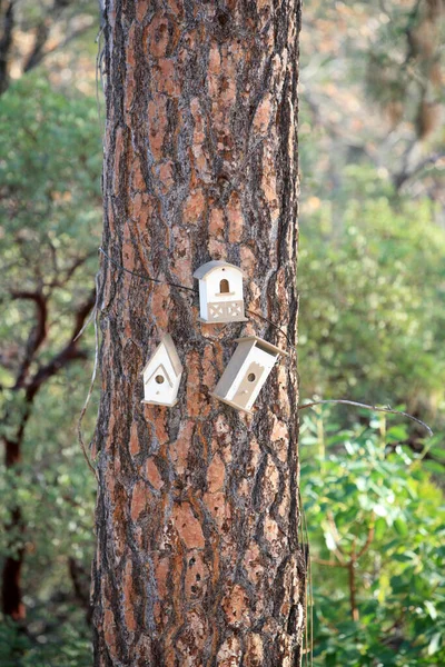 Bird Nest. Various Bird Nest attached to a tree. Bird cage on a tree. Gray bird house. Bird nesting season. Birdhouses on a tree in a garden on a sunny day. The bird hole of the nest box is visible and it is mounted on the tree.