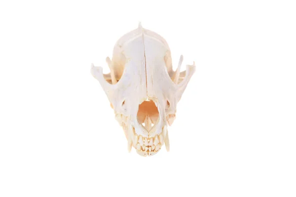 Calavera Animal Skull Aislado Sobre Blanco Espacio Para Texto Recorte —  Fotos de Stock