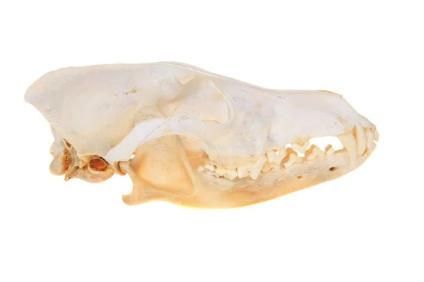 동물의 흰색으로 격리되어 있습니다 문자를 코요테의 해골이지 Canis Latrans 피부에 — 스톡 사진