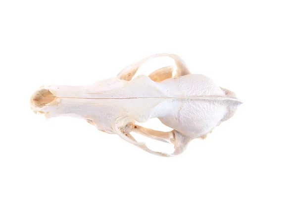 Crâne Crâne Animal Isolé Sur Blanc Place Pour Texte Clipping — Photo