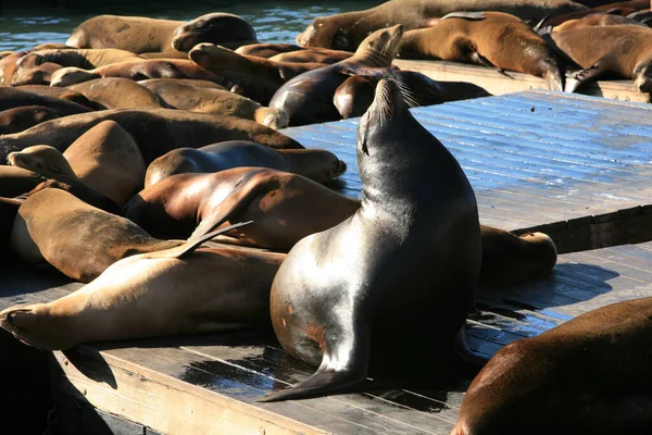 Elefantenrobben Elefantenrobben Genießen Die Sonne San Francisco Kalifornien Südliche Elefantenrobben — Stockfoto