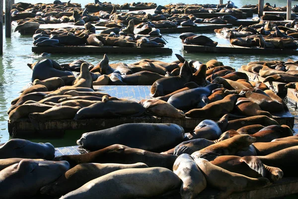 Sigilli Elefanti Elephant Seals Godendo Sole San Francisco California Sigilli — Foto Stock