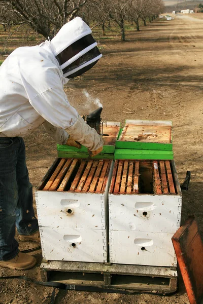 Pszczółki Pszczółki Opiekunowie Pszczół Pszczelarz Ramą Plastra Miodu Pszczołami Miodnymi — Zdjęcie stockowe