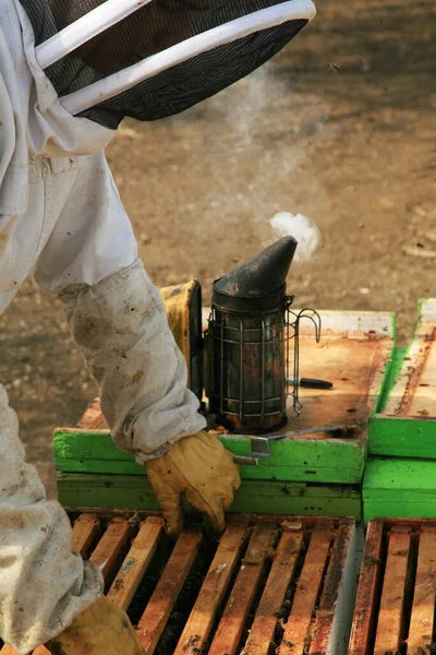 Honingbijen Honingbijenhouders Bijenhouders Bijenhouder Met Honingraatkweekframe Honingbijen Erop Bijenhouders Verzamelen — Stockfoto
