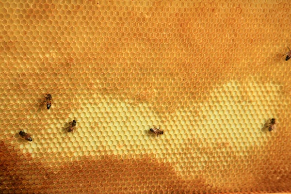 亲爱的蜜蜂蜂蜜养蜂人 蜜蜂饲养员 养蜂人 养蜂人采集蜂蜜 养蜂人保护蜜蜂 蜂窝上有甜蜂蜜 用黄色蜂窝采集蜜蜂蜂蜜 — 图库照片
