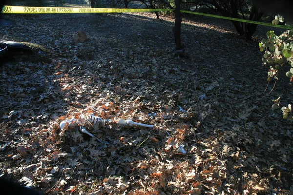 Криминальное Место Разложившееся Человеческое Тело Скелетом Оставшимся Наполовину Похороненным Лесу — стоковое фото