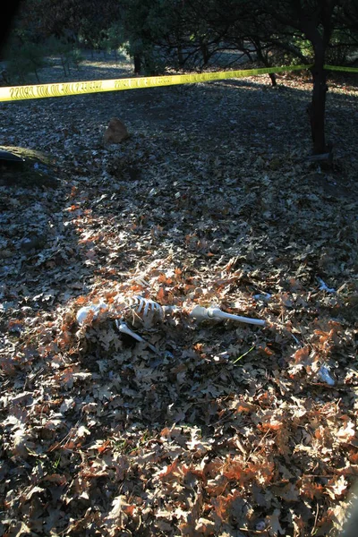 Криминальное Место Разложившееся Человеческое Тело Скелетом Оставшимся Наполовину Похороненным Лесу — стоковое фото