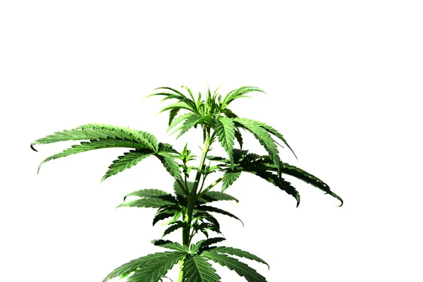 Marijuana Växt Cannabis Växt Cannabis Sativa Cannabis Indica Krukväxt Marijuana — Stockfoto